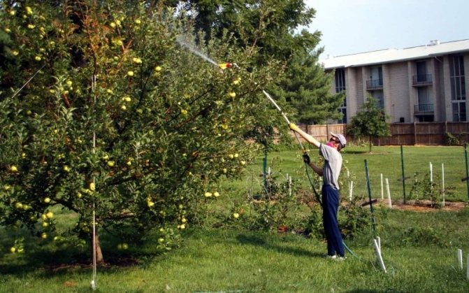 Обработка на ябълково дърво