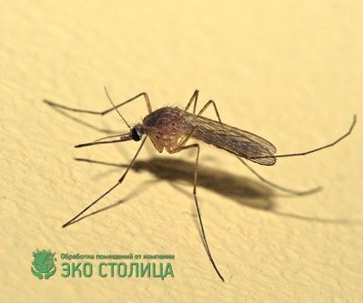 Начин на живот на комарите