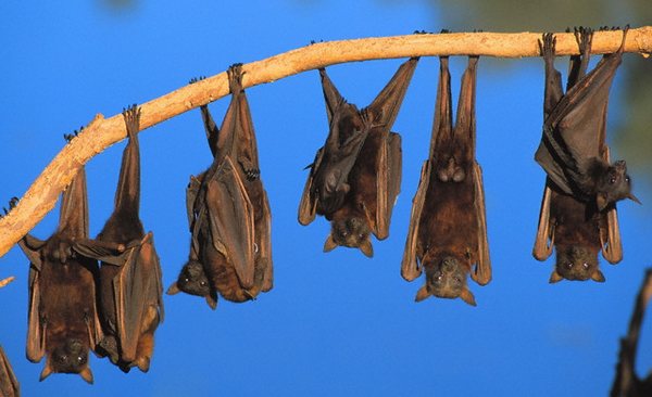 Bats lifestyle
