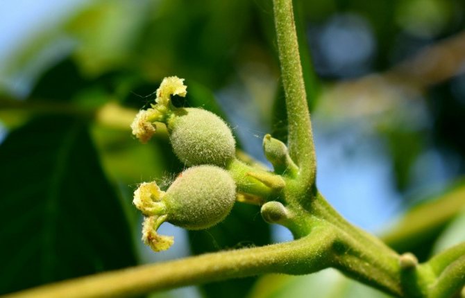 Nut fruit formation