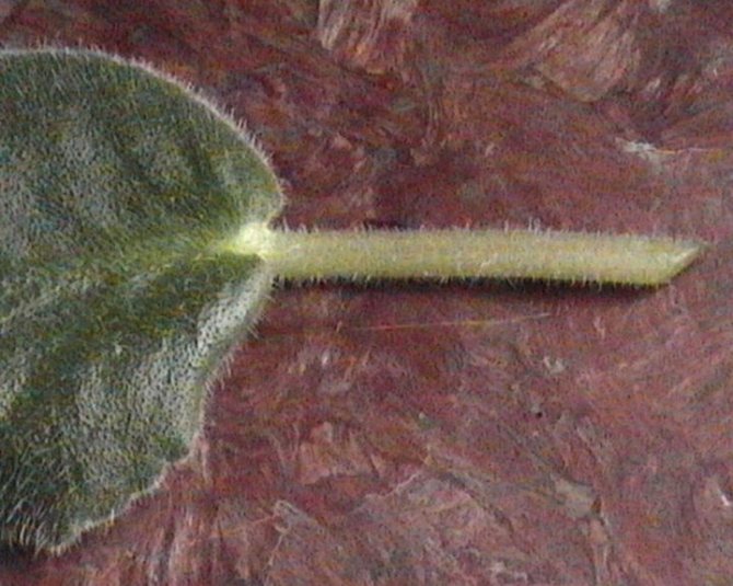 Cropped violet leaf
