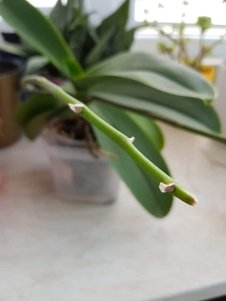 whether to trim the peduncle after flowering