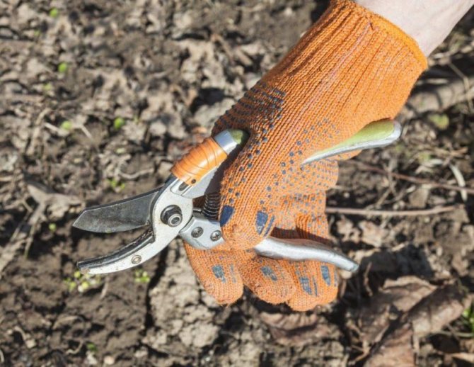 Trim shrubs with a sharp knife, pruning shears, or razor blade