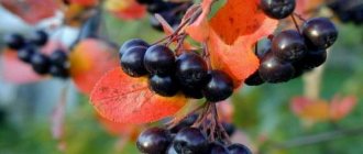 Chokeberry-Schnitt im Herbst