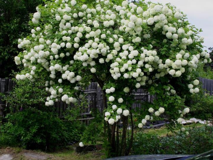 Pruning decorative varieties of viburnum, crown formation