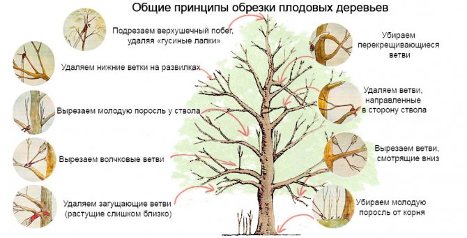 Beskärning av träd