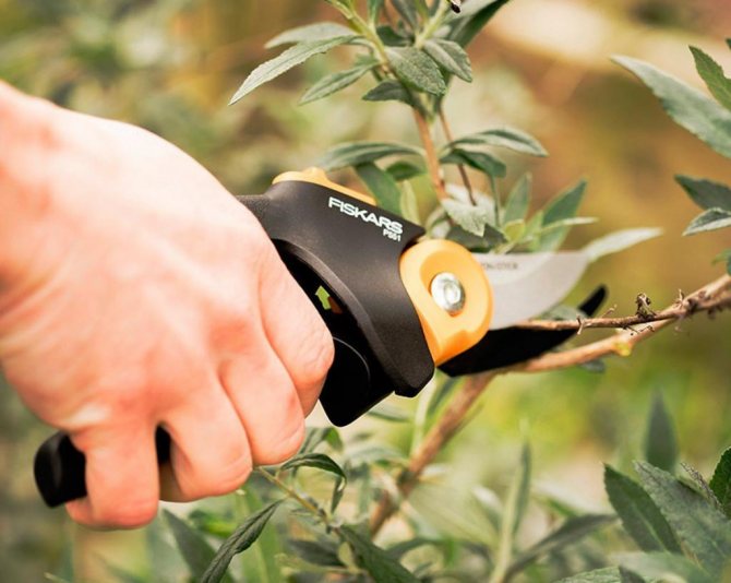 Autumn Blueberry Pruning for Beginners