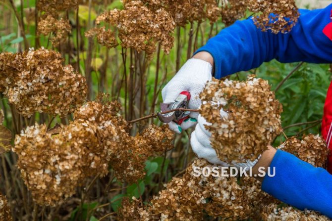 pruning hydrangea sa taglagas para sa mga nagsisimula sa mga larawan nang sunud-sunod