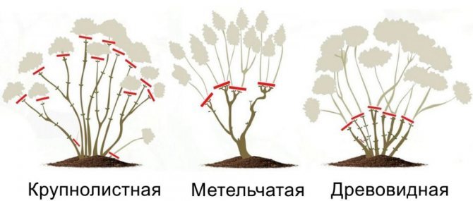 Pruning hydrangea