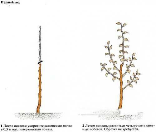 Tunderea perelor la plantare. Tunderea perei în primăvară video pentru începători