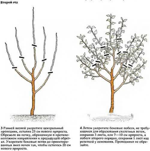Pruning pears when planting. Pruning pears in spring video for beginners