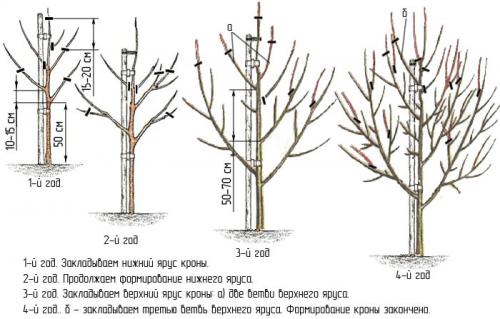 Tunderea perelor la plantare. Tunderea perelor în videoclip de primăvară pentru începători