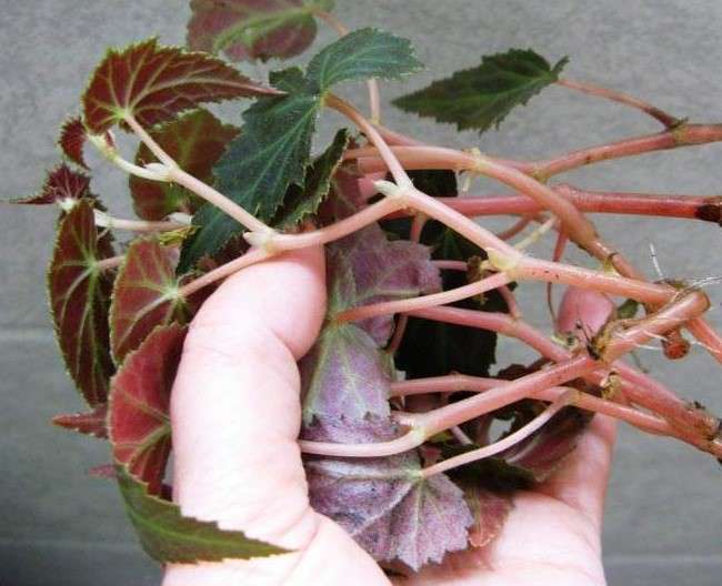 Tunderea și modelarea begoniilor - un ghid practic