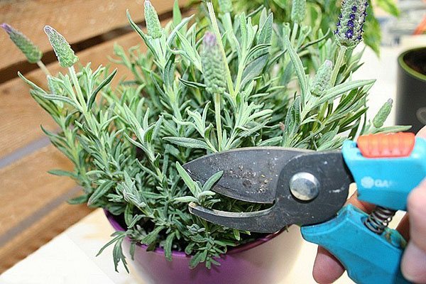 Pemangkasan sebagai cara untuk menyiapkan pot lavender untuk musim sejuk