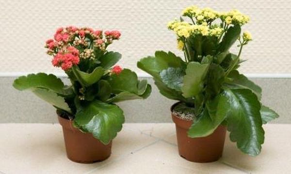 Подрязването на каланхое е премахване на излишните листа и цветя