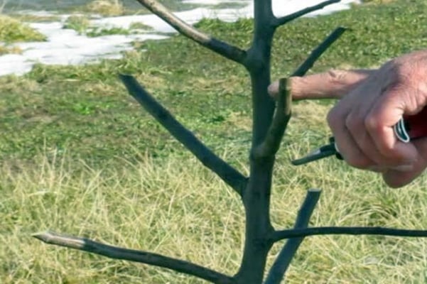 pruning isang haligi ng puno ng mansanas sa hardin