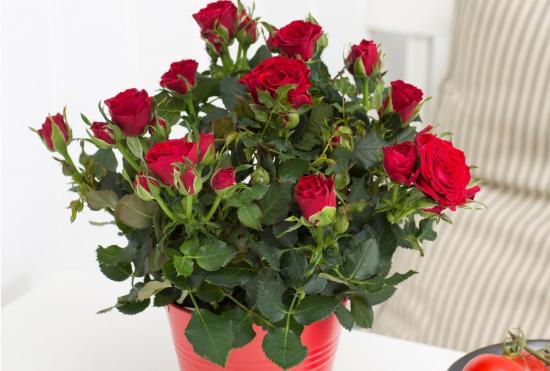 pruning indoor roses for the winter