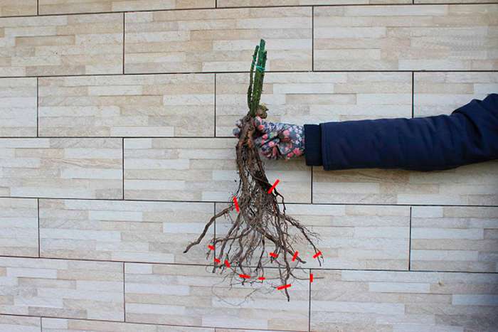 pruning rose roots