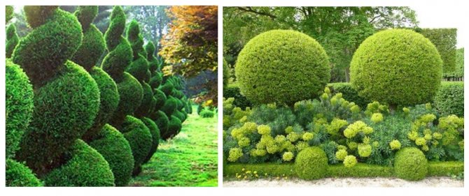 Подрязването на короната на туя е истинско изкуство. С обикновена градинска резачка можете да оформите главата на дървото в голямо разнообразие от форми и да преобразите градината си.