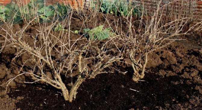 pruning gooseberries sa taglagas para sa mga nagsisimula