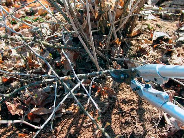 Pruning gooseberry bushes sa taglagas