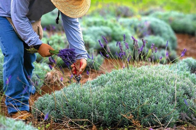 Pruning lavender