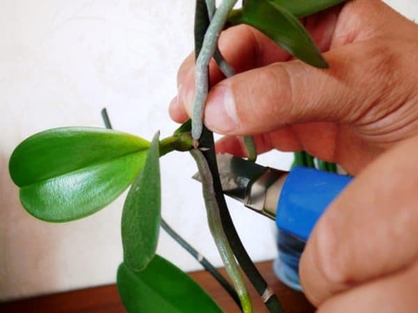 pruning orchid leaves