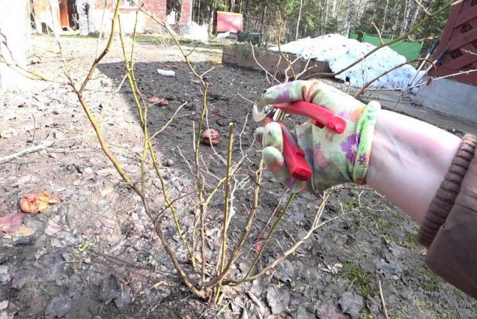 Pruning a young blueberry bush