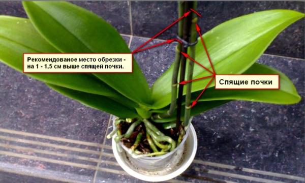 Beskärning av en orkidé efter blomningen