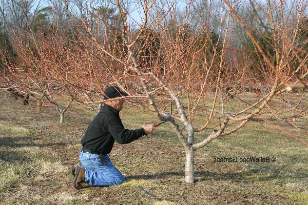 Peach pruning