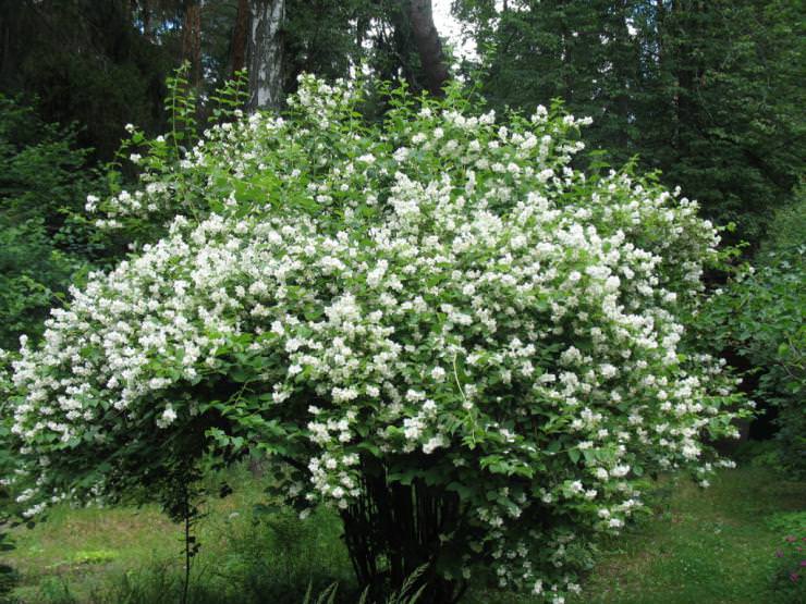 Pruning, feeding and other types of care for the mock-orange in the fall