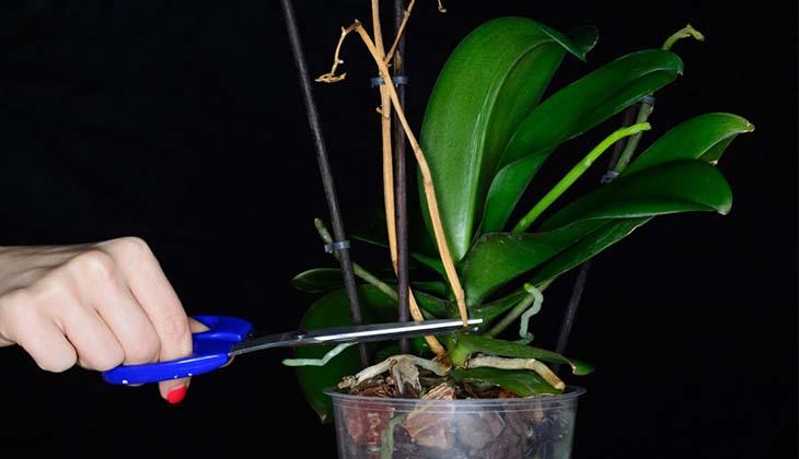 tăierea unei plante cu phalaenopsis