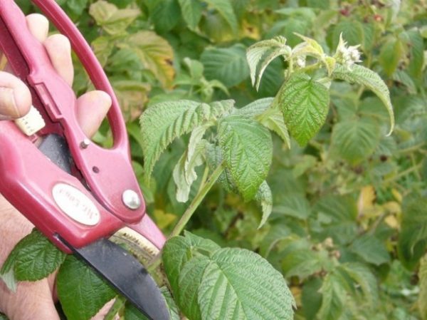 Pruning remontant raspberries