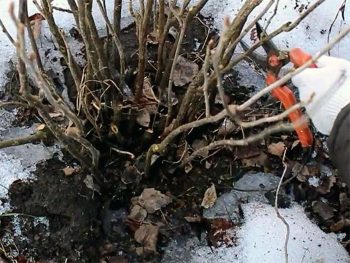 Подрязване на ореола: Подрязване през зимата