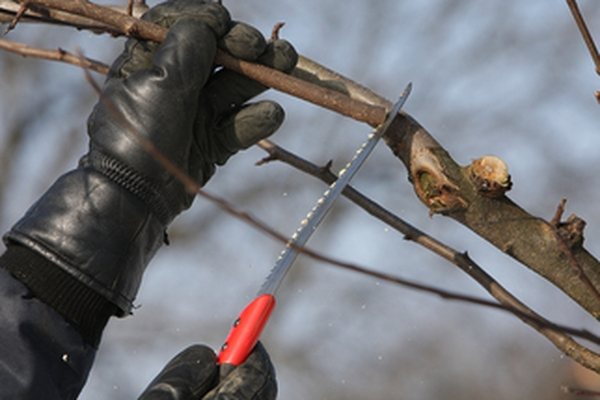 pruning with a garden saw