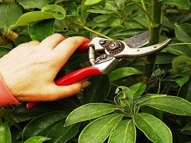 Sheffler pruning