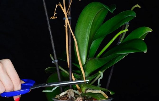 Pruning ng isang tuyong tangkay sa isang orchid
