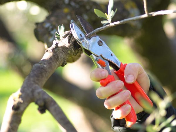 Pruning improves fruiting