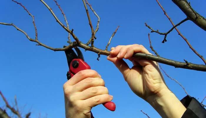 pruning apple tree branches with pruning shears