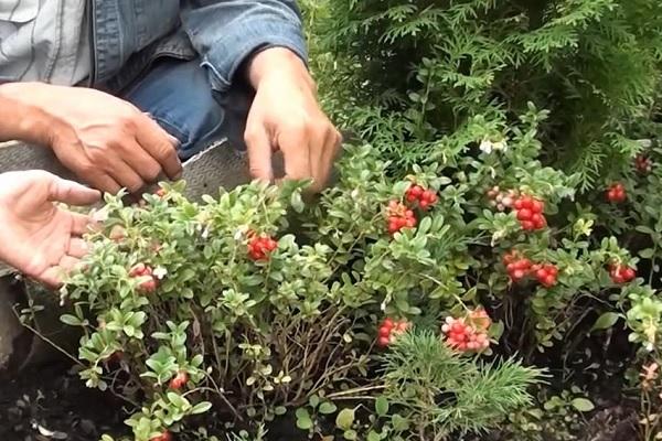 Pruning the branches of the shrub serves for reproduction