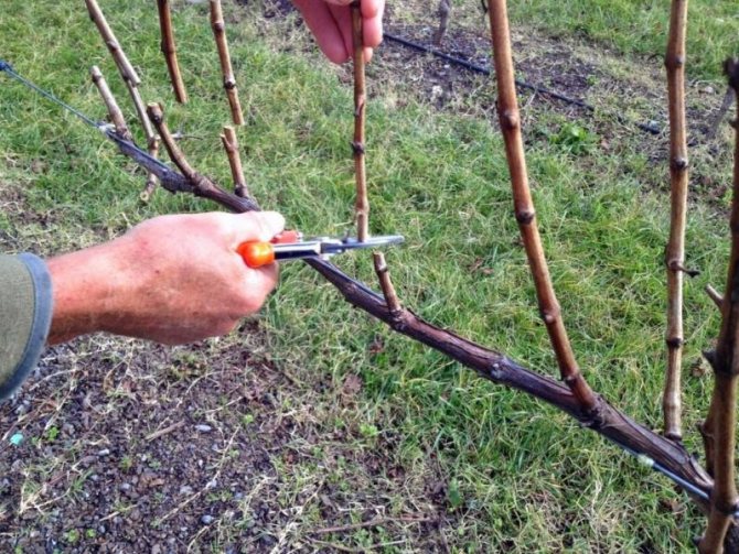 Подрязване на грозде през есента за начинаещи - основни правила за извършване на процедурата