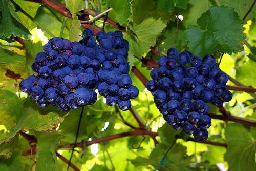 резитба на грозде през август в Урал