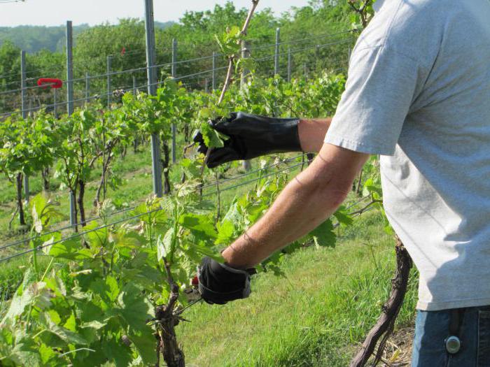 pruning grapes in August September