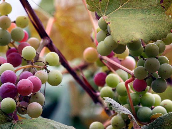 Memangkas anggur di kebun