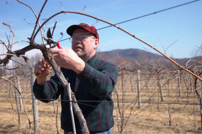 Pruning grapes in spring for beginners in pictures step by step