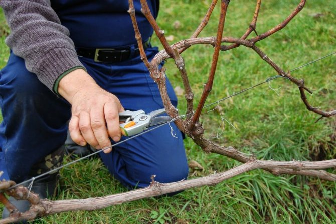 Pruning grapes