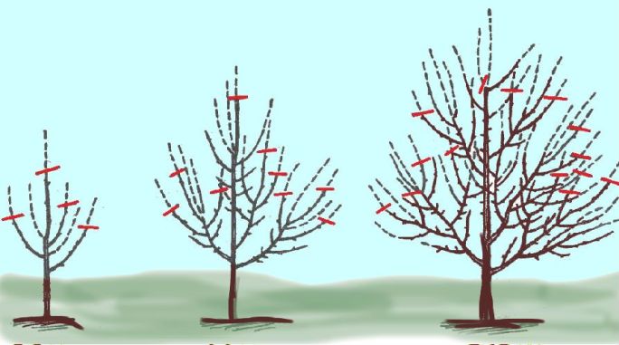 Beskära äppelträd på våren - video för nybörjare