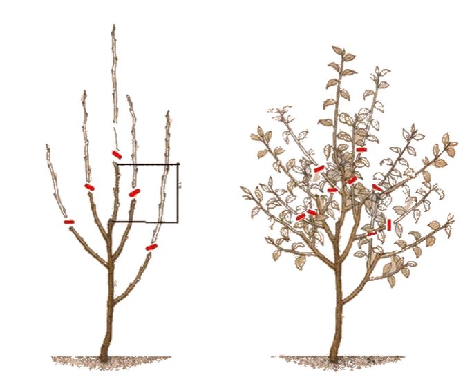 Подрязване на ябълкови дървета през пролетта - видео за начинаещи