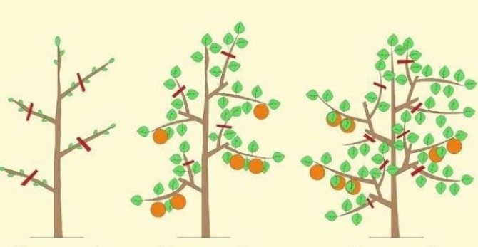 Pruning apple trees in spring - video for beginners
