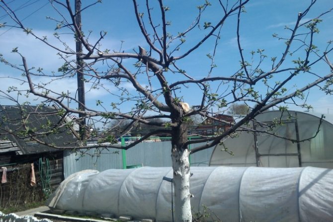 Memangkas pokok epal pada musim bunga - video untuk pemula
